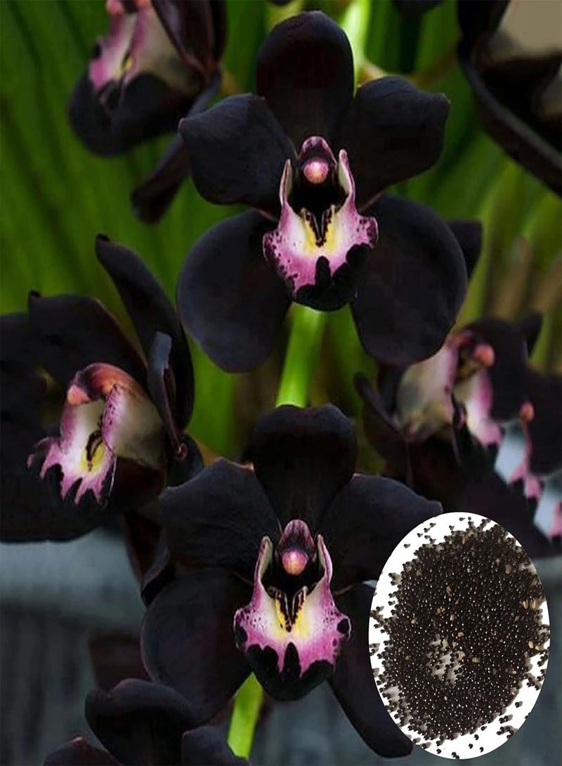 GGOOT 100Pcs/Bag Orchid Seeds for Planting,Non GMO Attractive Black Bonsai Garden Flower Seeds for Home - Cymbidium Seeds - Image 1