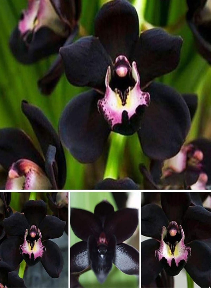 GGOOT 100Pcs/Bag Orchid Seeds for Planting,Non GMO Attractive Black Bonsai Garden Flower Seeds for Home - Cymbidium Seeds - Image 2