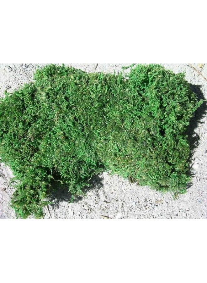 Generic Living Moss - Fresh Sheet Moss Perfect for Terrariums and Bonsai by  | Live Arrival is Guaranteed  - Image 1