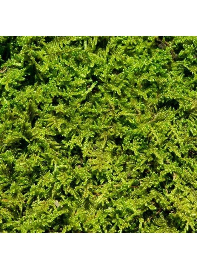 Generic Living Moss - Fresh Sheet Moss Perfect for Terrariums and Bonsai by  | Live Arrival is Guaranteed  - Image 2