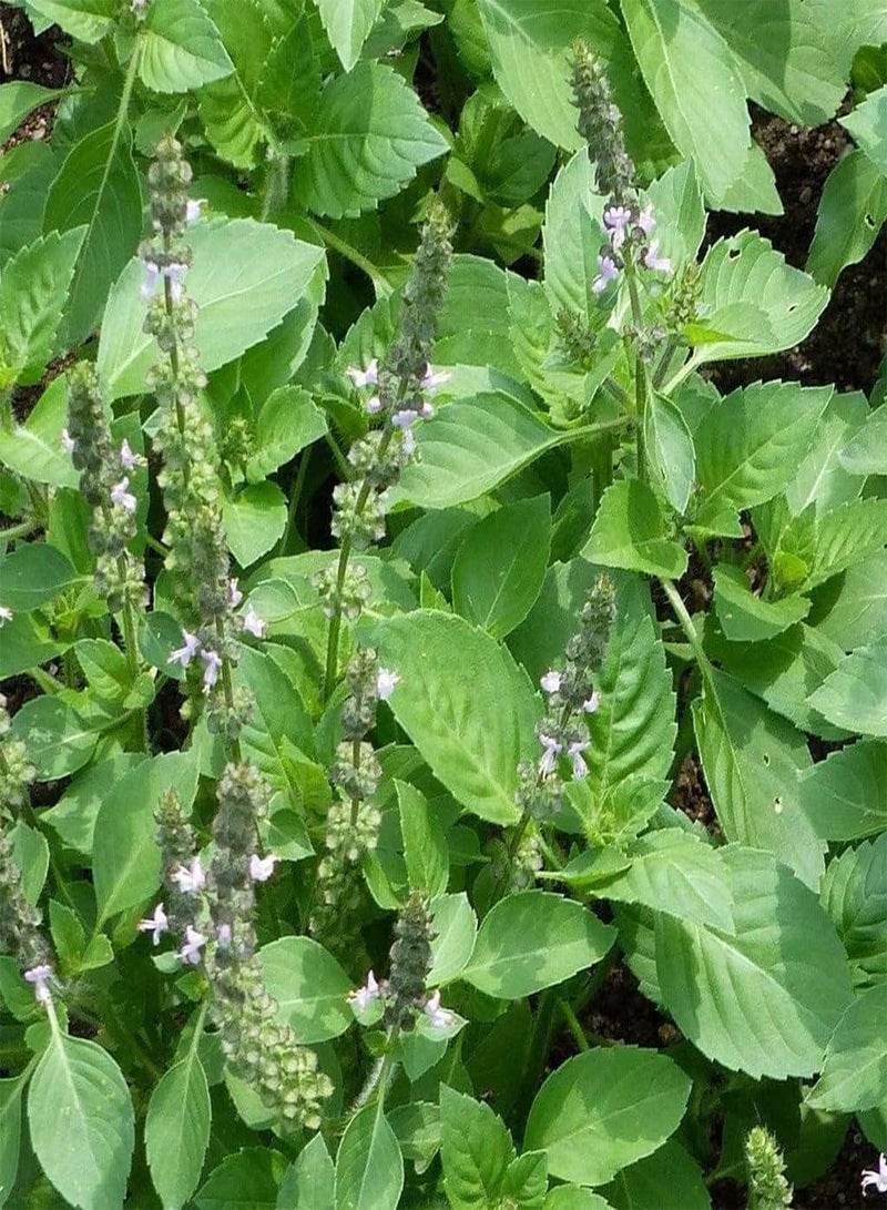 GGOOT Holy Basil (Ocimum Sanctum) | 100 Fresh Seeds | Tulsi | Aromatic Perennial | Same Day Dispatch - Image 1