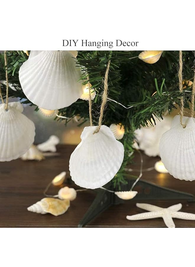 erorex Scallop Shells For Serving Food 6Pcs Baking Shells Large White Natural Seashell From Sea Beach For Diy Craft Mermaid Beach Wedding Home Decoration 10 11Cm - Image 3