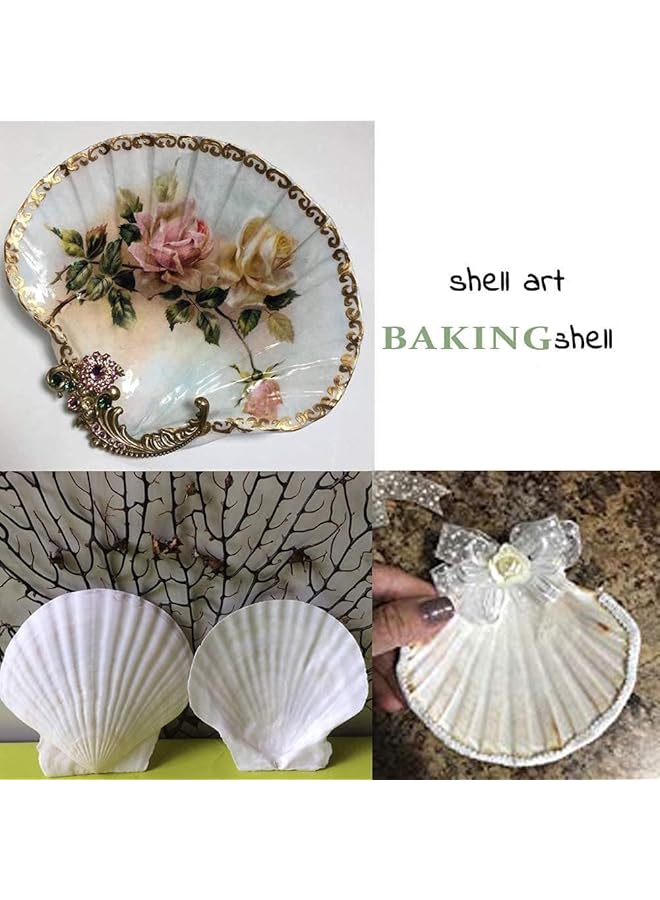 erorex Scallop Shells For Serving Food 6Pcs Baking Shells Large White Natural Seashell From Sea Beach For Diy Craft Mermaid Beach Wedding Home Decoration 10 11Cm - Image 4