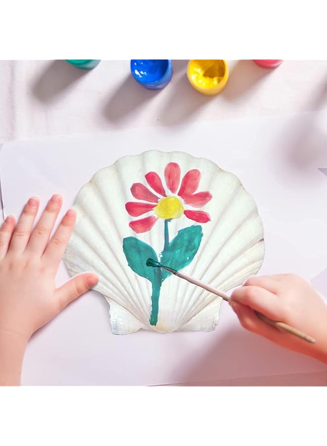 erorex Scallop Shells For Serving Food 6Pcs Baking Shells Large White Natural Seashell From Sea Beach For Diy Craft Mermaid Beach Wedding Home Decoration 10 11Cm - Image 2