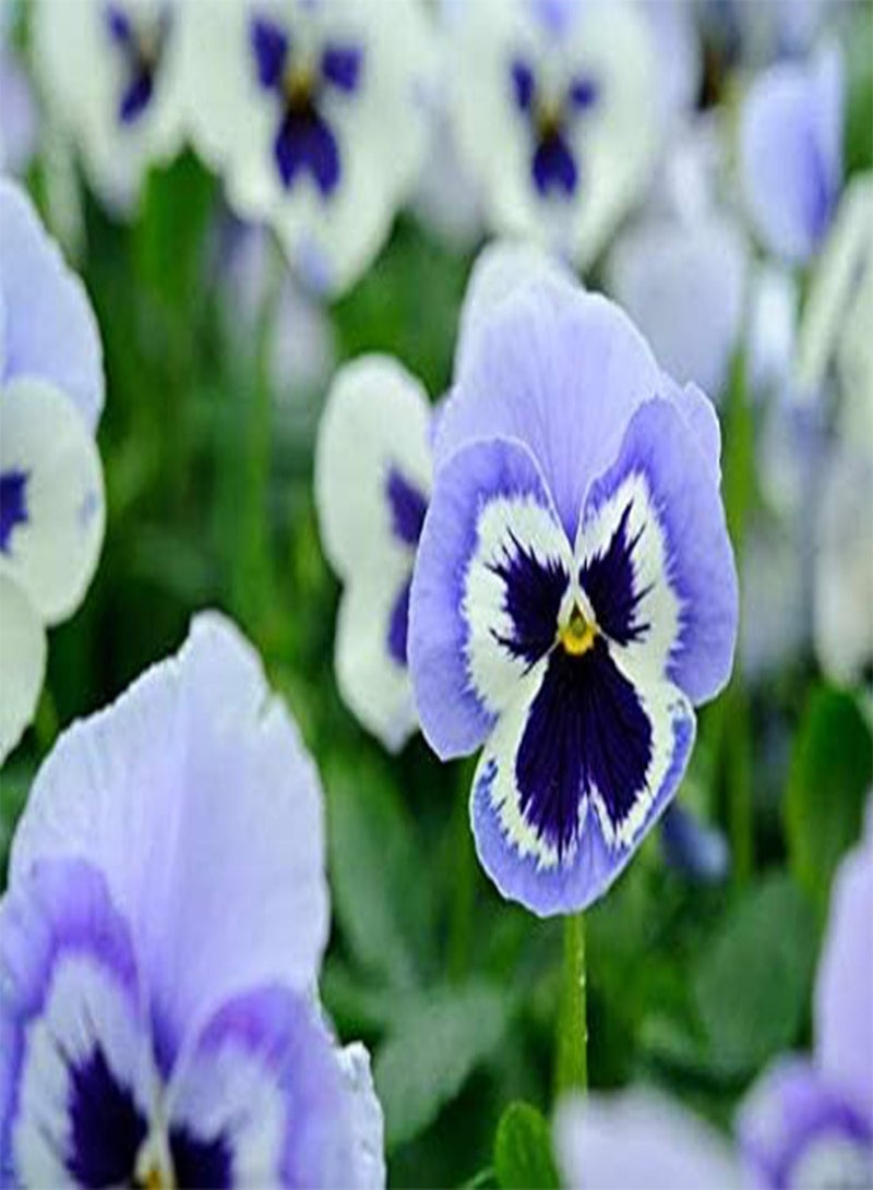 GGOOT seeds Fresh 100 Pcs Pansy Beautiful Flower Seeds for Planting Blue 2