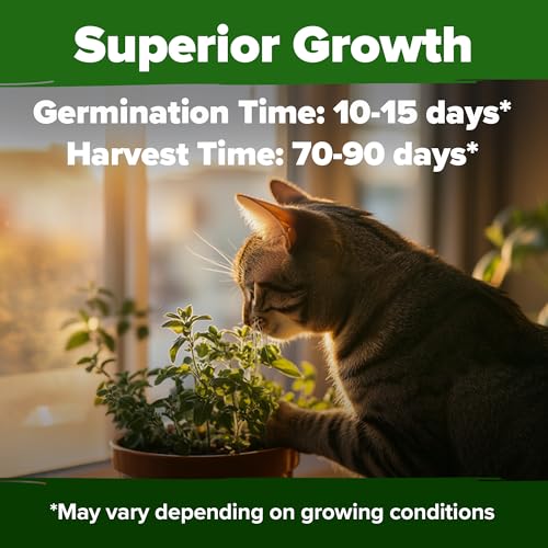 HOME GROWN Non GMO Catnip Seeds (Bulk Pack) Heirloom Herb 2,116 Seeds - Indoor or Outdoor Seed - High-Germination Cat Nip - Cat Safe Plants (Nepeta cataria) - Image 5