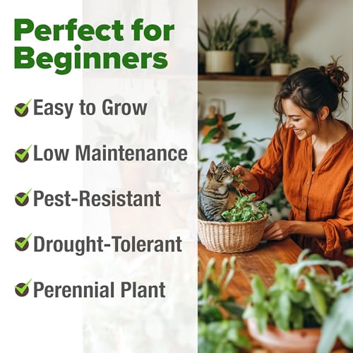 HOME GROWN Non GMO Catnip Seeds (Bulk Pack) Heirloom Herb 2,116 Seeds - Indoor or Outdoor Seed - High-Germination Cat Nip - Cat Safe Plants (Nepeta cataria) - Image 4