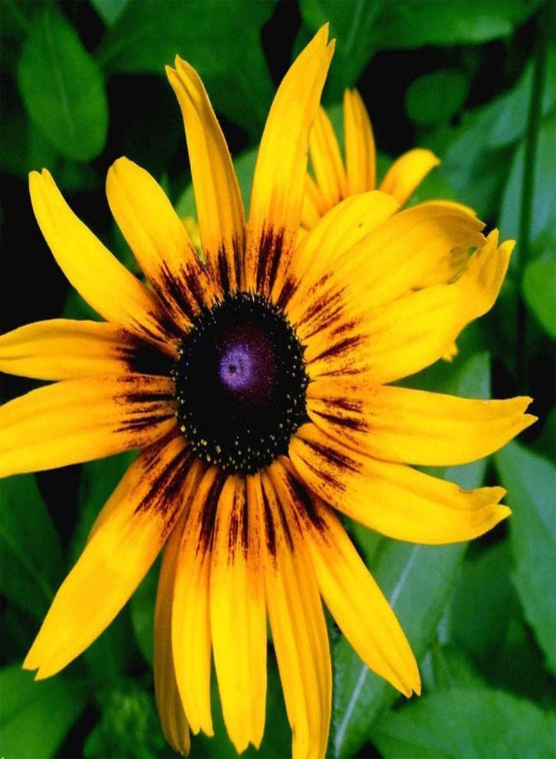 جي جوت 200 قطعة من بذور إشنسا لزراعة حديقة المنزل، زهور صفراء جذابة تضيف منظرًا طبيعيًا جميلًا إلى جمال البستنة. - Image 2