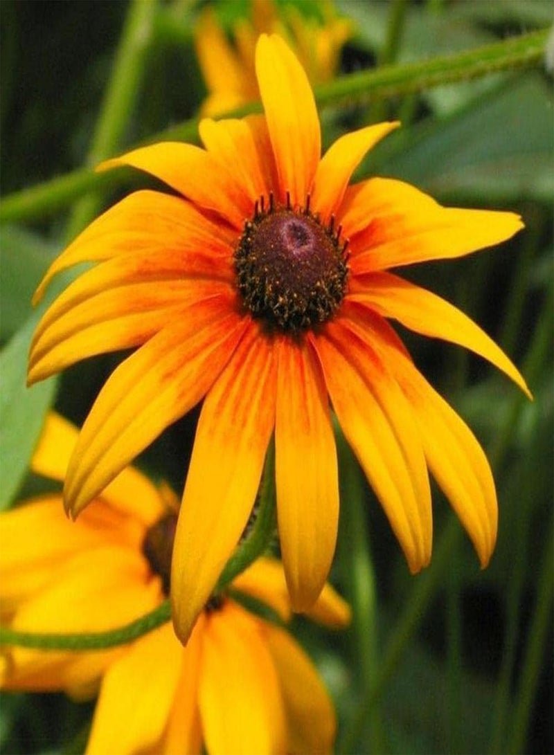 جي جوت 200 قطعة من بذور إشنسا لزراعة حديقة المنزل، زهور صفراء جذابة تضيف منظرًا طبيعيًا جميلًا إلى جمال البستنة. - Image 1