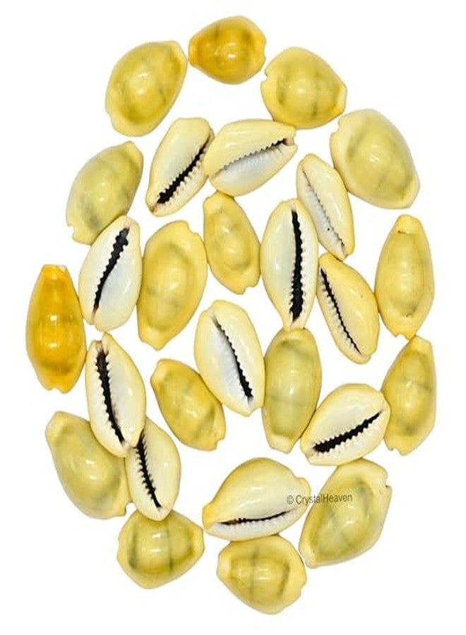 NPRC Natural Lakshmi - Peeli Kodi - Kauri - Kowri - Cowry - Kaudi - Cowrie - Gavvalu - Loose Packed (Yellow) - 11 Pieces - Image 3