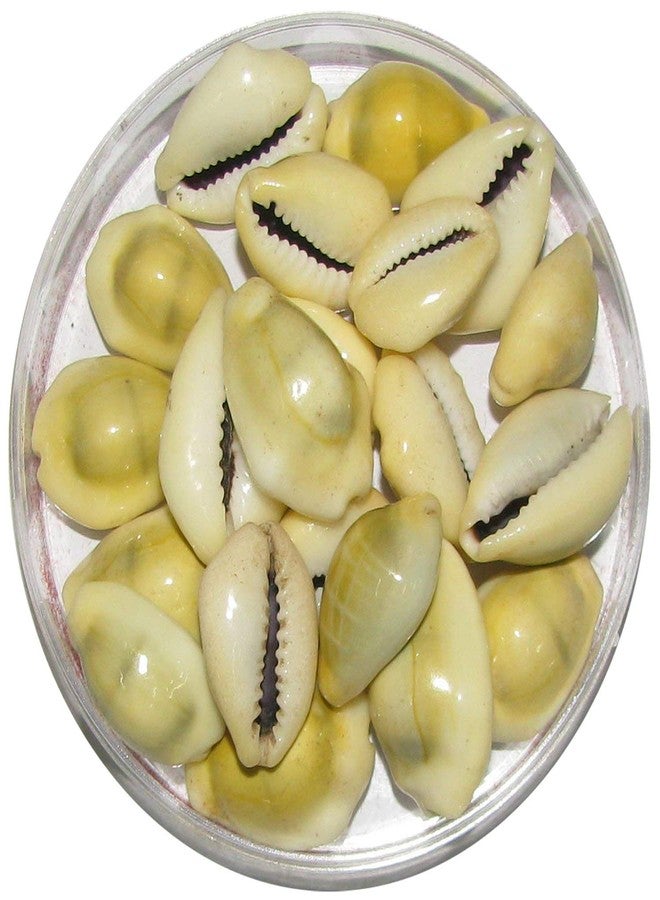 NPRC Natural Lakshmi - Peeli Kodi - Kauri - Kowri - Cowry - Kaudi - Cowrie - Gavvalu - Loose Packed (Yellow) - 11 Pieces - Image 1