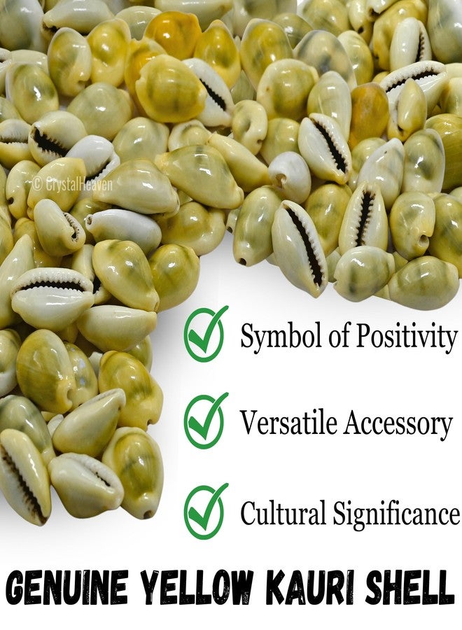NPRC Natural Lakshmi - Peeli Kodi - Kauri - Kowri - Cowry - Kaudi - Cowrie - Gavvalu - Loose Packed (Yellow) - 11 Pieces - Image 4