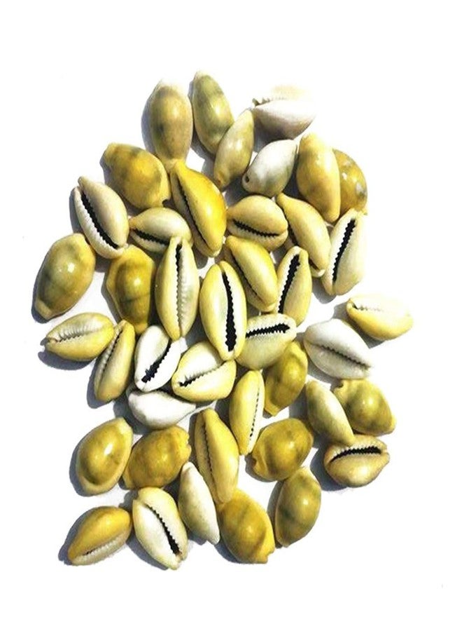 NPRC Natural Lakshmi - Peeli Kodi - Kauri - Kowri - Cowry - Kaudi - Cowrie - Gavvalu - Loose Packed (Yellow) - 11 Pieces - Image 2