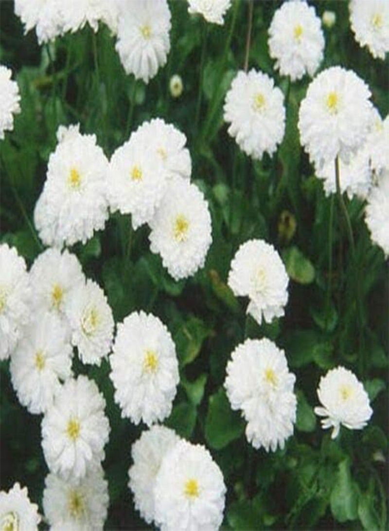 جي جوت اليارو - اللؤلؤة - أخيليا بتارميكا - 100 بذرة - معمرة - زهرة مقطوعة - Image 1