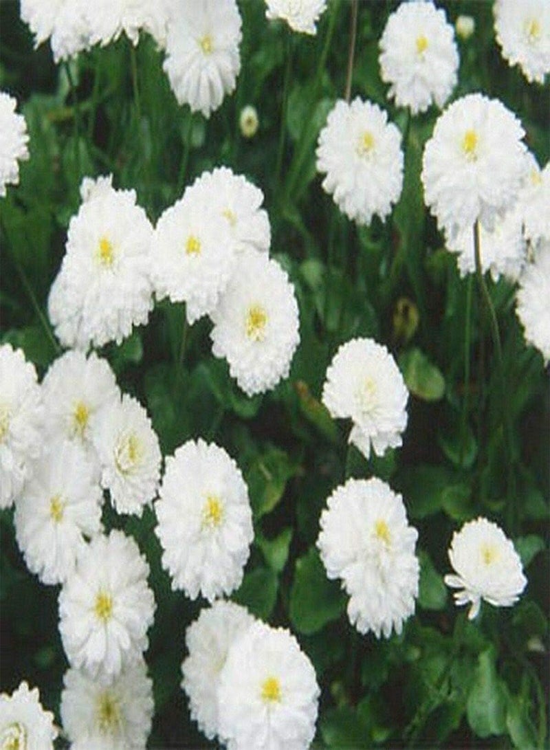 جي جوت اليارو - اللؤلؤة - أخيليا بتارميكا - 100 بذرة - معمرة - زهرة مقطوعة - Image 2