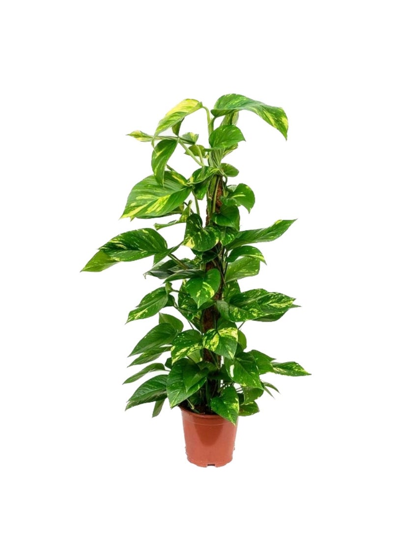 Fresh Indoor Money Plant (Epipremnum Aureum) 80–100 CM on Moss Stick | Air-Purifying Houseplant for Home & Office