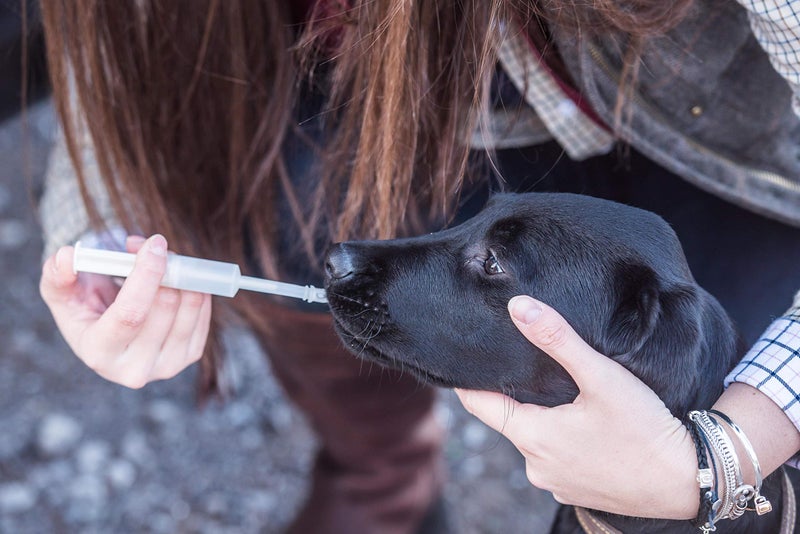 Mikki Dog, Puppy, Cat, Kitten Mothering Kit, Feeding and Medicine Syringe for Young/Unwell Animals - Image 5
