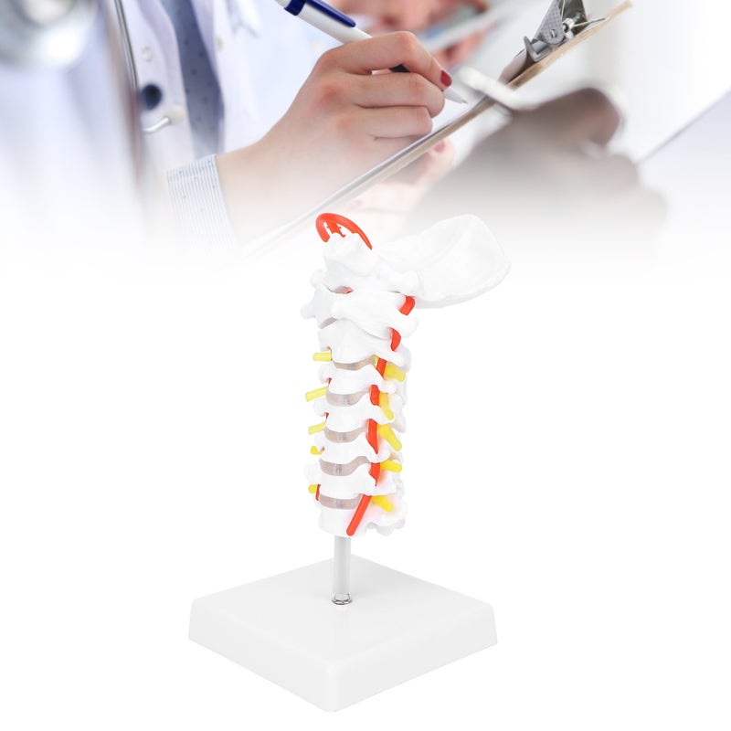 Cervical Vertebra Model: 7-Cervical Spine With Spinal Nerves, High-Strength PVC, Clear Anatomical Structures - Visually Informative Anatomical Model for Science Classroom, Doctor Office And Healthcare - Image 2