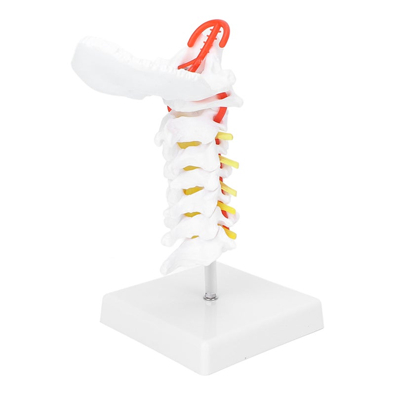 Cervical Vertebra Model: 7-Cervical Spine With Spinal Nerves, High-Strength PVC, Clear Anatomical Structures - Visually Informative Anatomical Model for Science Classroom, Doctor Office And Healthcare - Image 1