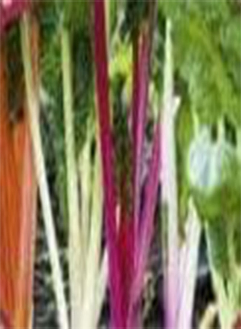 جي جوت بذور نبات السلق قوس قزح