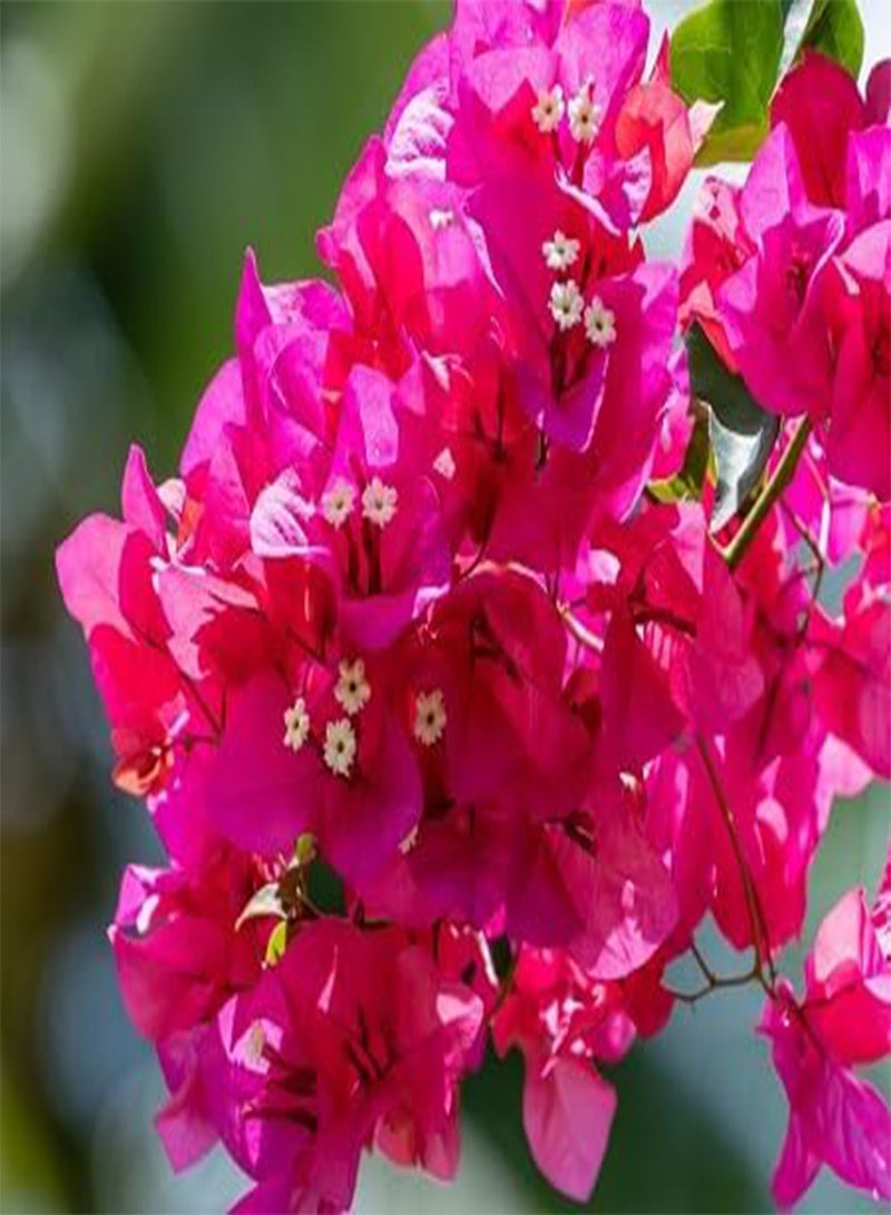 GGOOT 10pcs Fresh Bougainvillea Flower Seeds - Image 1