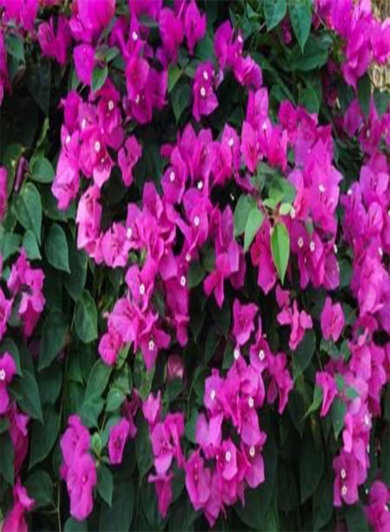 GGOOT 10pcs Fresh Bougainvillea Flower Seeds - Image 2