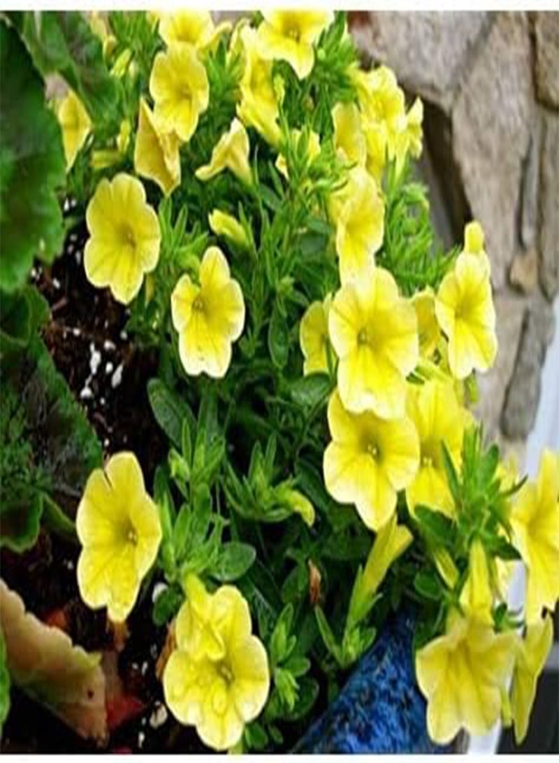 GGOOT seeds Fresh 200pcs Hanging  Flowers seeds for Planting Yellow