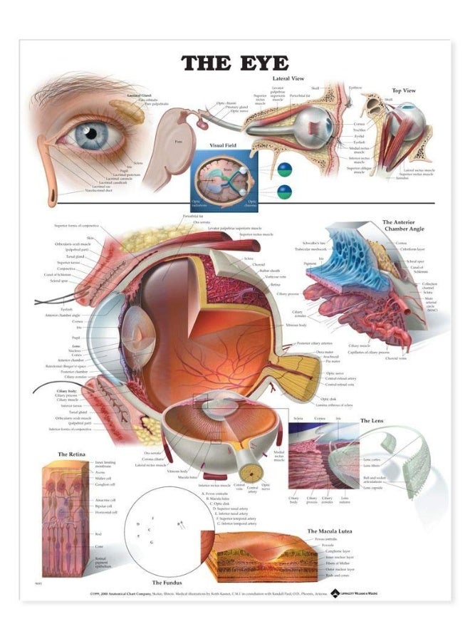 مخطط تشريحي للعين - Image 1