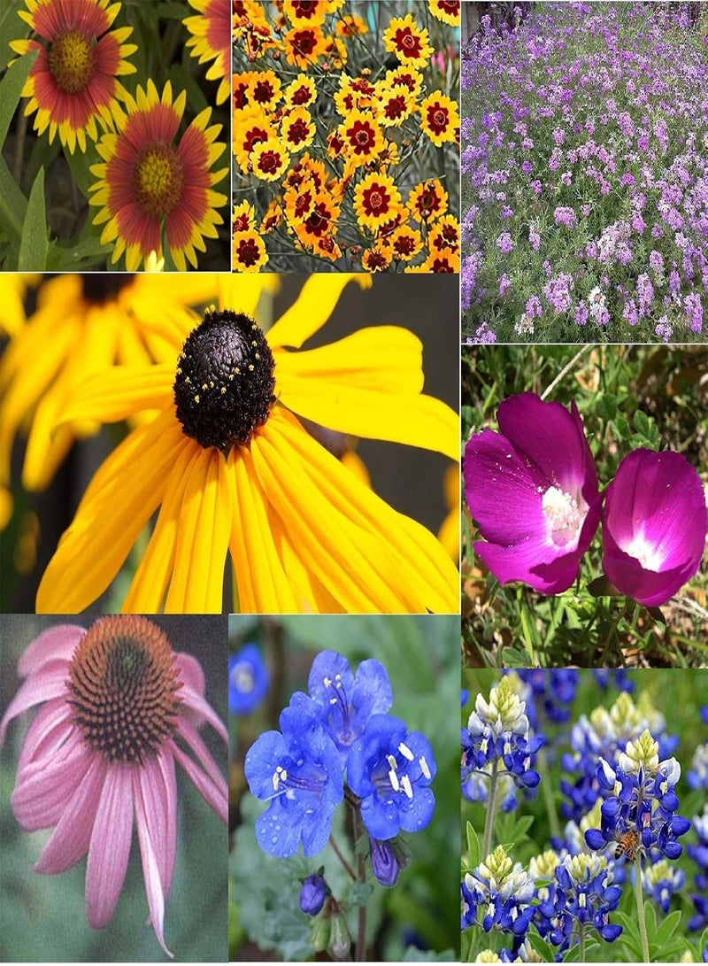 GGOOT Flower Native Texas Lady Bird's Legacy Mix 20 Non-GMO, Heirloom Seeds - Image 1