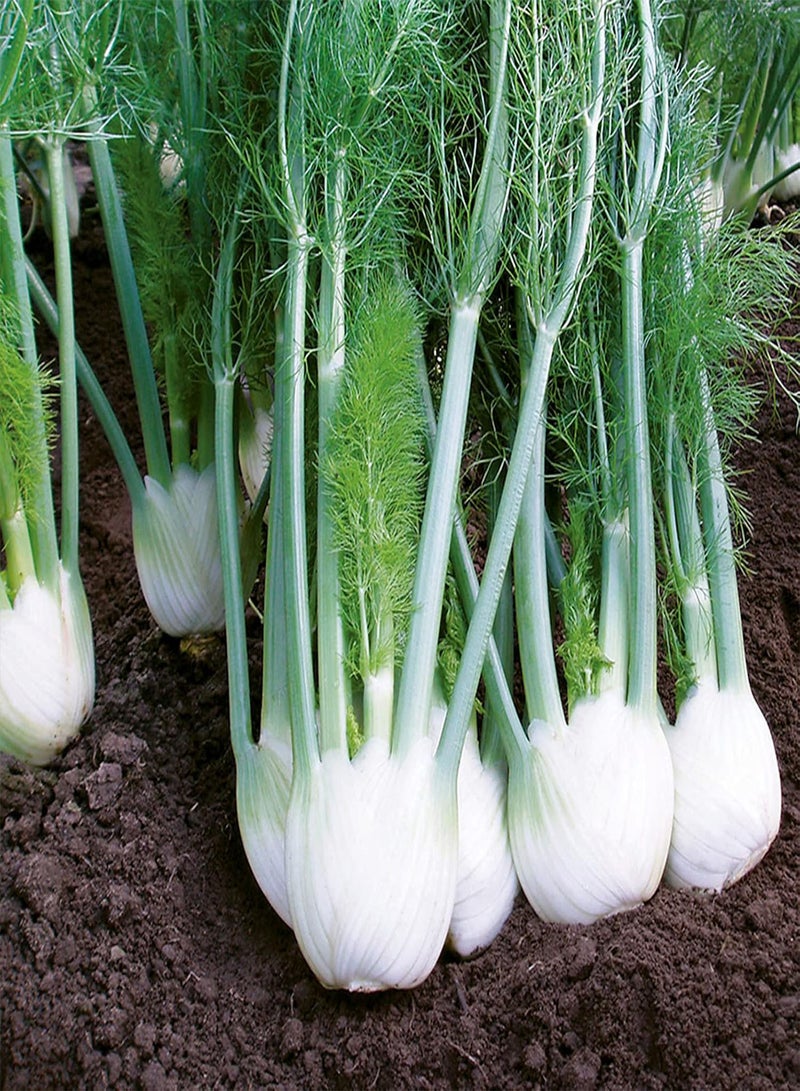 جي جوت 50 قطعة/حقيبة من بذور الشمر الحلو فلورنسا، شتلات خضراوات مغذية ذات أوراق خضراء نابضة بالحياة لتنسيق الحدائق والطهي - بذور - Image 1