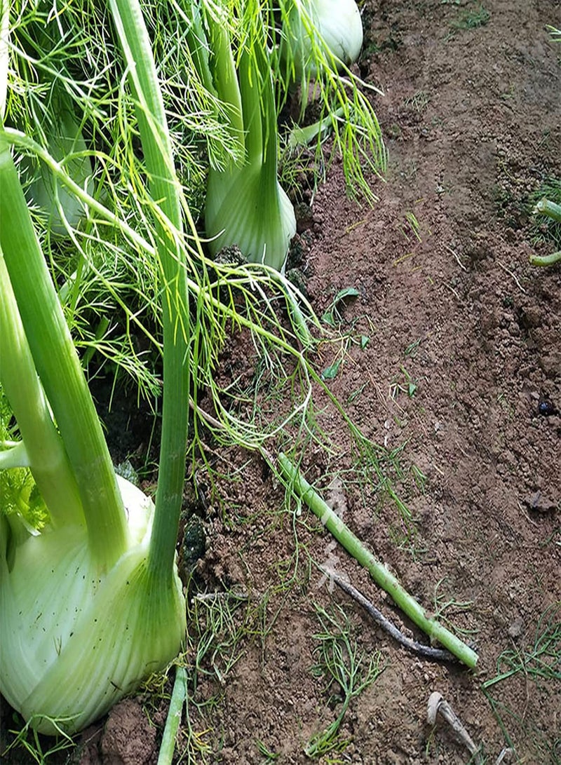 جي جوت 50 قطعة/حقيبة من بذور الشمر الحلو فلورنسا، شتلات خضراوات مغذية ذات أوراق خضراء نابضة بالحياة لتنسيق الحدائق والطهي - بذور - Image 5