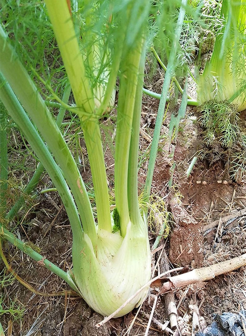 جي جوت 50 قطعة/حقيبة من بذور الشمر الحلو فلورنسا، شتلات خضراوات مغذية ذات أوراق خضراء نابضة بالحياة لتنسيق الحدائق والطهي - بذور - Image 4