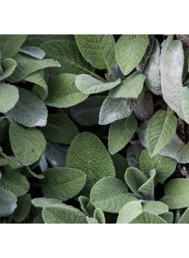 تاتا هاربر مرطب منقي للعيوب ومرطب للتحكم في الزيت، طبيعي 100%، مصنوع طازجًا في فيرمونت، 50 مل - Image 4