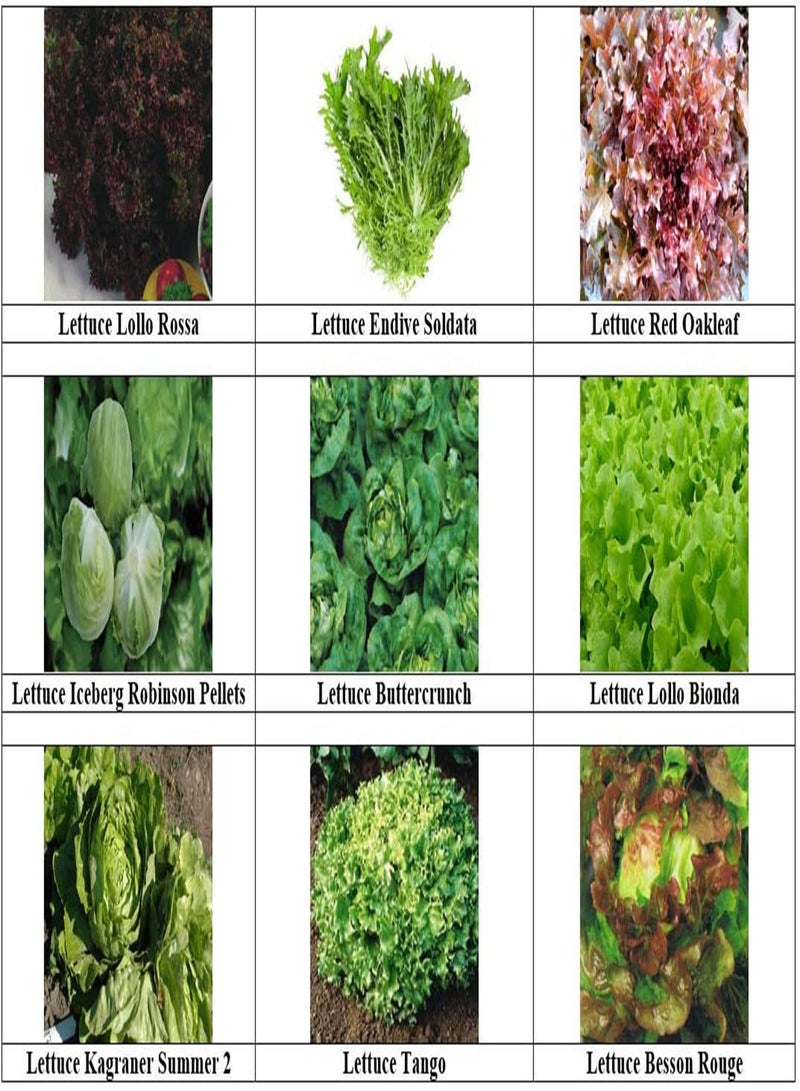 GGOOT - 9 Packs of Lettuce Seeds - Buttercrunch, Endive Soldata, Iceberg Robinson, Red Oakleaf etc