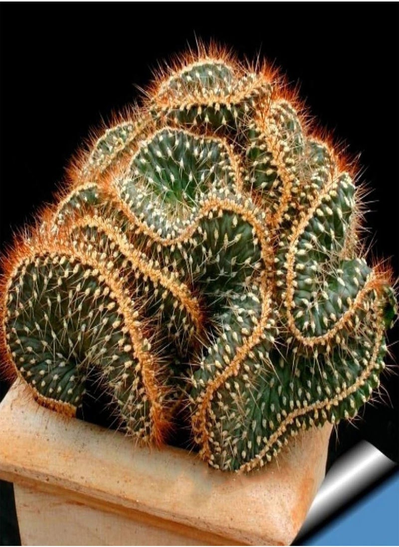 GGOOT - 100Pcs Mini Cactus Succulent Plant Seeds DIY Home Garden Bonsai Balcony Decor - 100pcs Cactus Seeds - Flower Seeds Vegetable Seeds Fruit Seeds Garden Plant Seeds - Image 1