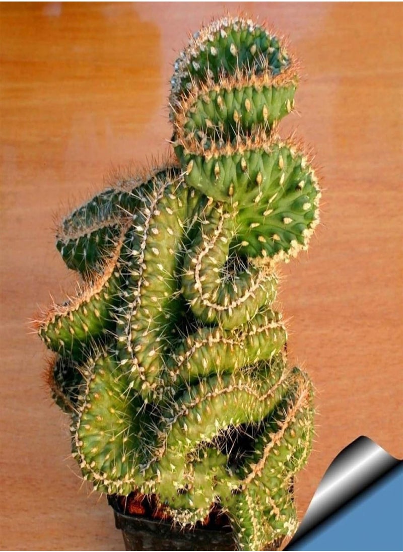 GGOOT - 100Pcs Mini Cactus Succulent Plant Seeds DIY Home Garden Bonsai Balcony Decor - 100pcs Cactus Seeds - Flower Seeds Vegetable Seeds Fruit Seeds Garden Plant Seeds - Image 1