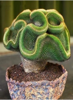 100Pcs Mini Cactus Succulent Plant Seeds DIY Home Garden Bonsai Balcony Decor - 100pcs Cactus Seeds - Flower Seeds Vegetable Seeds Fruit Seeds Garden Plant Seeds