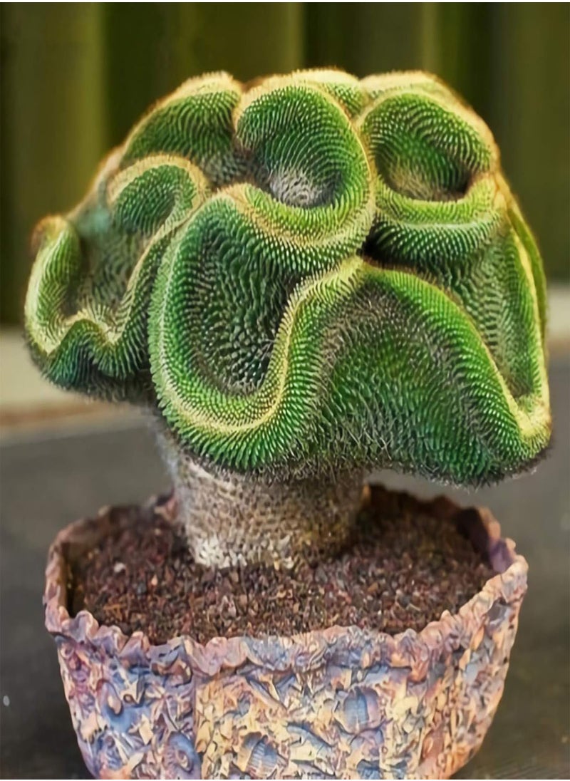 GGOOT - 100Pcs Mini Cactus Succulent Plant Seeds DIY Home Garden Bonsai Balcony Decor - 100pcs Cactus Seeds - Flower Seeds Vegetable Seeds Fruit Seeds Garden Plant Seeds - Image 1