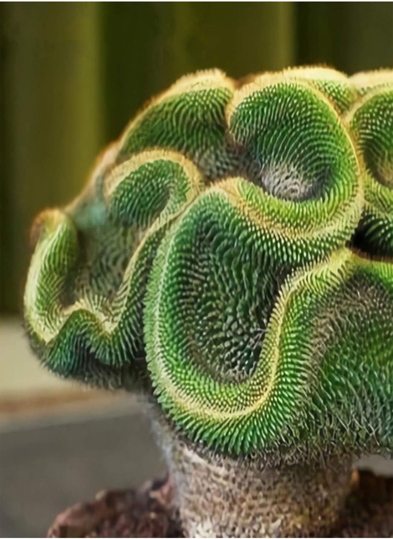GGOOT - 100Pcs Mini Cactus Succulent Plant Seeds DIY Home Garden Bonsai Balcony Decor - 100pcs Cactus Seeds - Flower Seeds Vegetable Seeds Fruit Seeds Garden Plant Seeds - Image 1