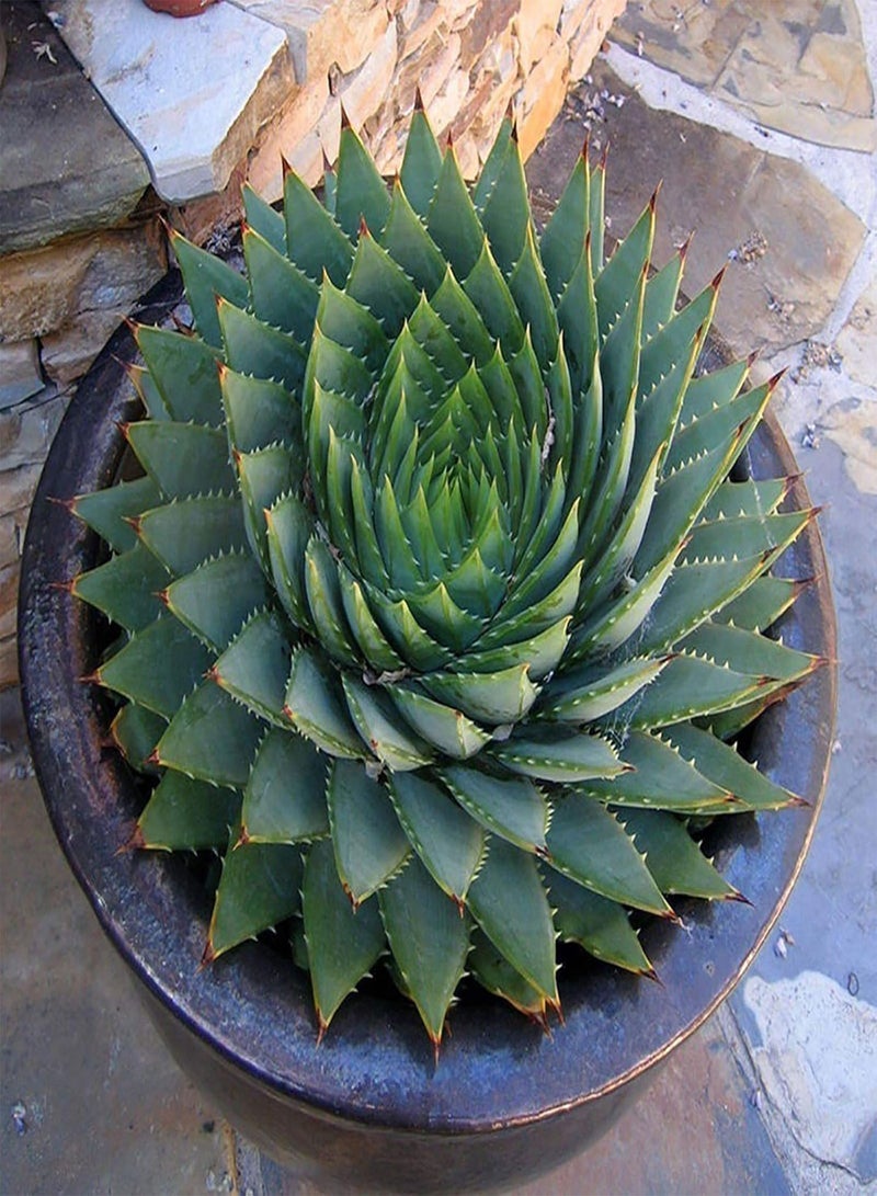 GGOOT Green Garden Flower Plants-100Pcs/Bag Aloe Seeds Succulent Fruit Edible Prolific Drought Tolerant Aloe Seeds for Home - Aloe Seeds  - Image 4