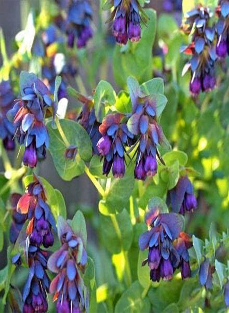 جي جوت 20 بذور زهرة الروبيان الأزرق - Image 1