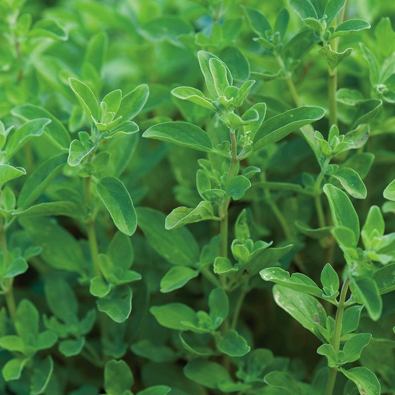 Burpee Sweet Marjoram Seeds 2000 seeds - Image 4