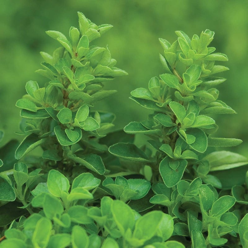 Burpee Sweet Marjoram Seeds 2000 seeds - Image 2