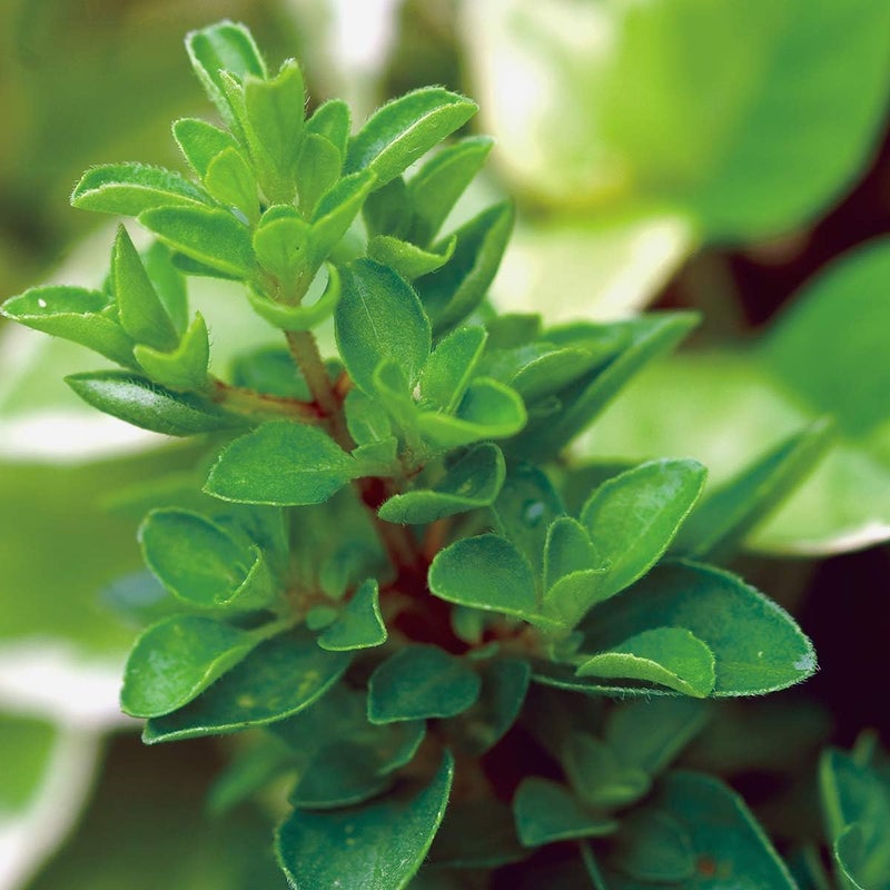 Burpee Sweet Marjoram Seeds 2000 seeds - Image 3