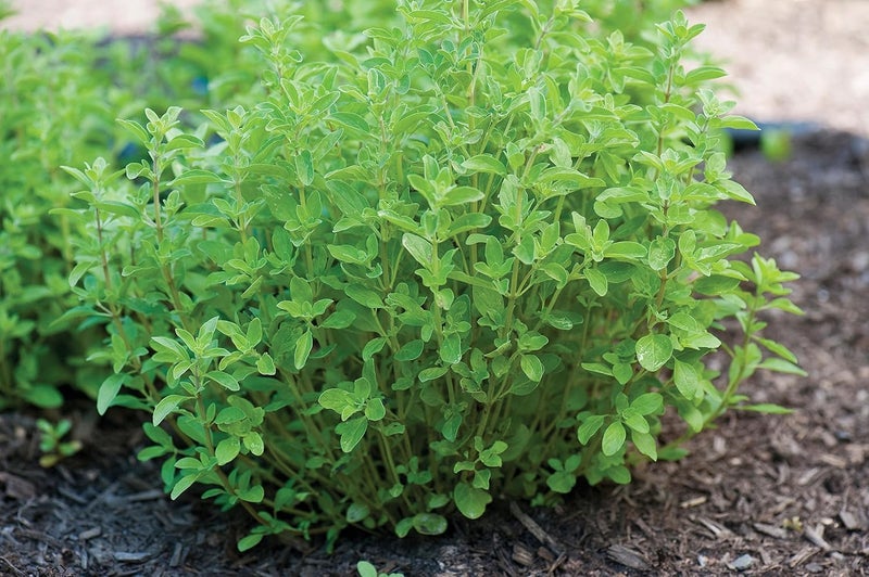 Burpee Sweet Marjoram Seeds 2000 seeds - Image 5