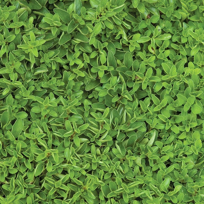 Burpee Sweet Marjoram Seeds 2000 seeds - Image 1