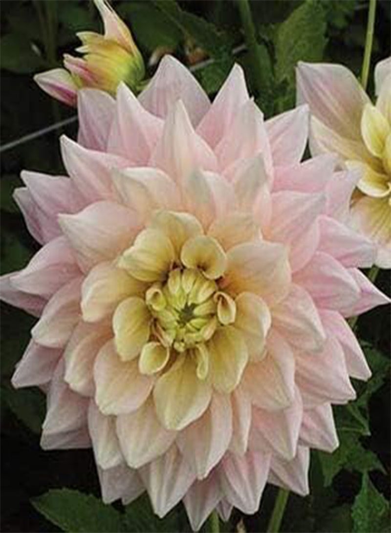 GGOOT seeds Fresh 10pcs Dahlia Flower Seeds for Planting Soft Pink