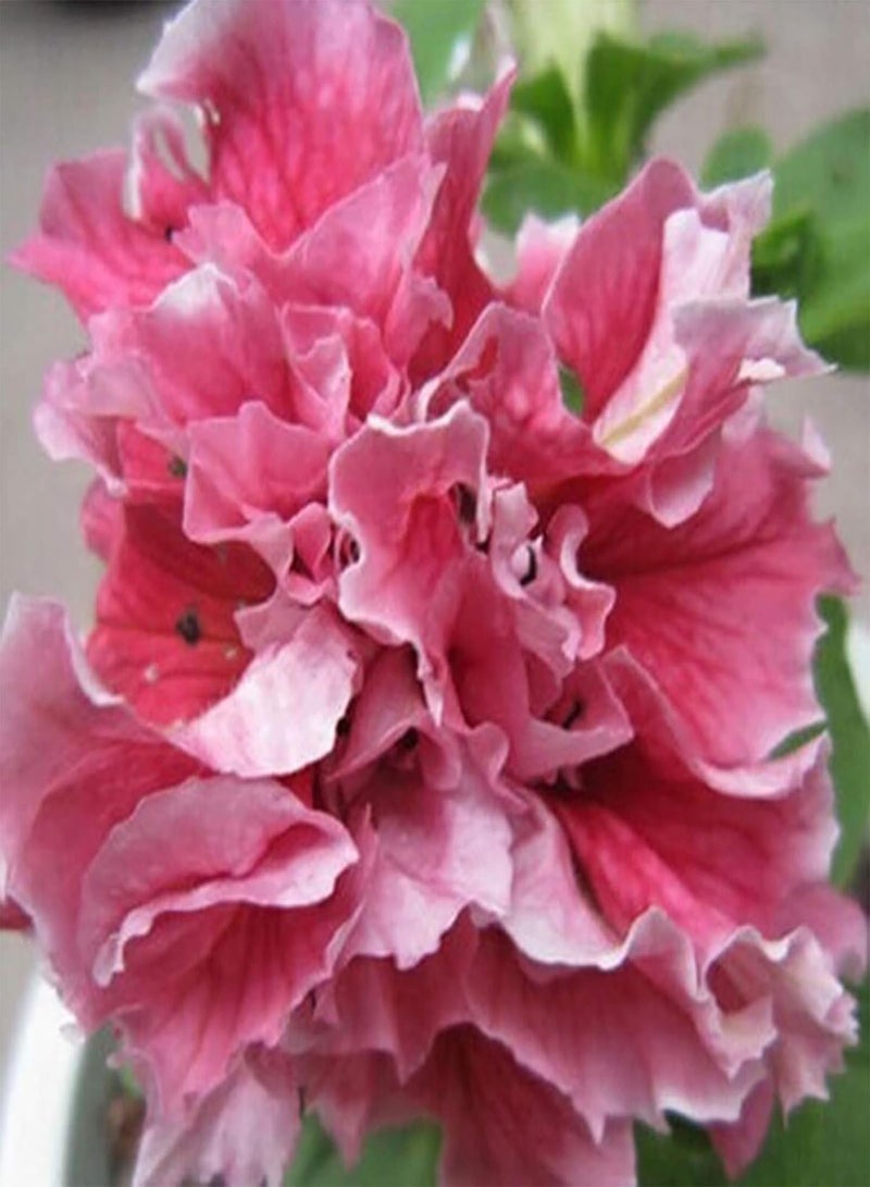 جي جوت بذور نباتات الخضراوات، بذور بتونيا هايبريدا، 20 قطعة/كيس، بذور بتونيا هايبريدا، بذور زهور متسلقة مقاومة للجفاف، متعددة الألوان، سلسلة موجات، للحديقة - بذور بتونيا هايبريدا وردية اللون - Image 1