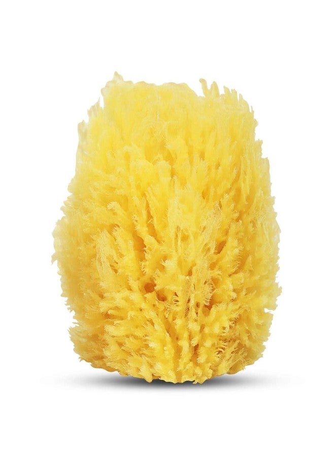 HartFelt Exfoliating Grass Sea Sponge 4in | Natural Exfoliating Body Scrubber Sponge for Shower for Women and Men - Image 1