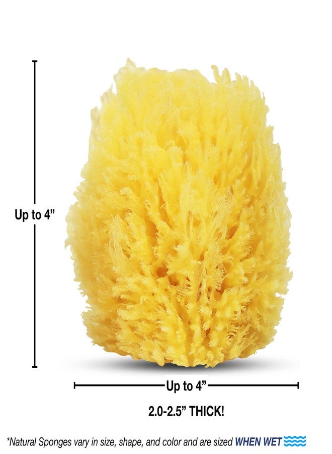 HartFelt Exfoliating Grass Sea Sponge 4in | Natural Exfoliating Body Scrubber Sponge for Shower for Women and Men - Image 3